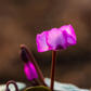 Cyclamen coum 'Rose Silverleaf'