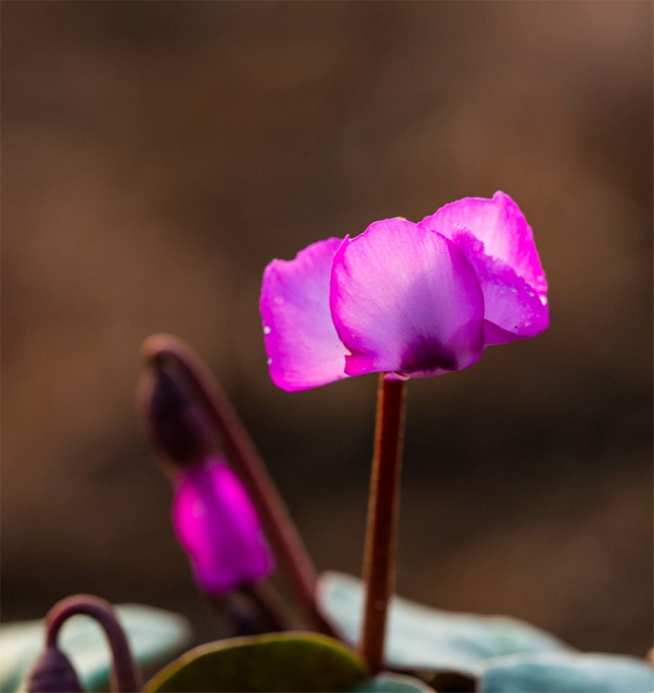 Cyclamen coum 'Rose Silverleaf'