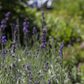 Lavandula angustifolia 'Hidcote Blue'