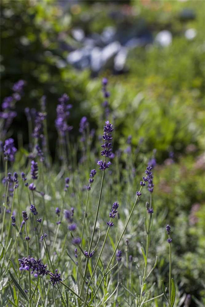 Lavandula angustifolia 'Hidcote Blue'