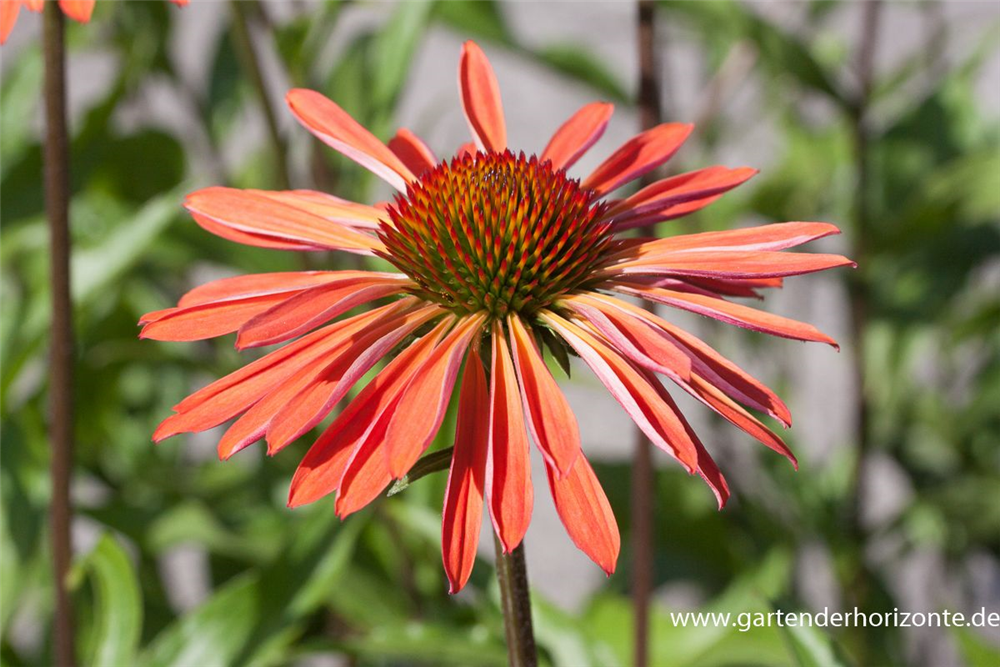 Garten-Scheinsonnenhut 'Sundown'