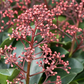 Japanische Blütenskimmie 'Rubella'
