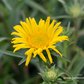 Inula ensifolia, gen.