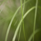 Garten-Chinaschilf 'Gracillimus'