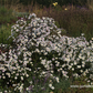 Garten-Glattblatt-Aster 'Schneekuppe'