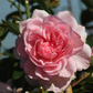 Strauchrose 'Alexandra - Princesse de Luxembourg'®