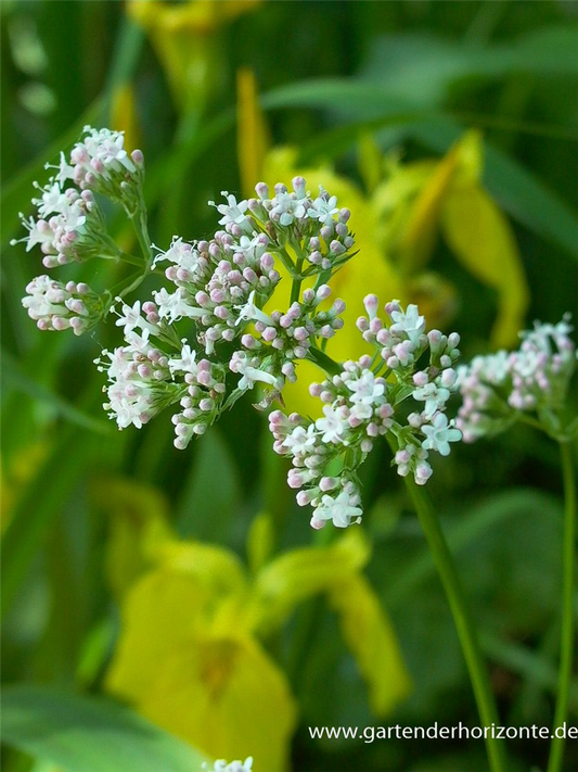 Gewöhnlicher Baldrian