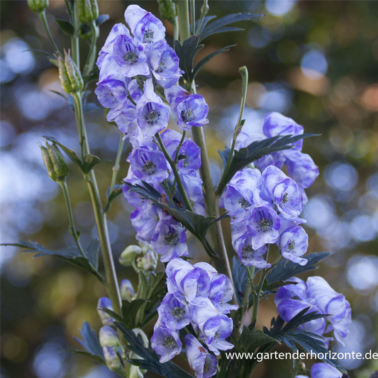 Hoher Herbst-Eisenhut
