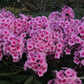 Hohe Flammenblume