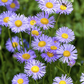 Kissen-Aster