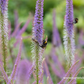 Garten-Kandelaberehrenpreis 'Fascination'