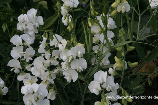 Lathyrus latifolius 'Weiße Perle'