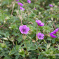 Garten-Storchschnabel 'Pink Penny'®