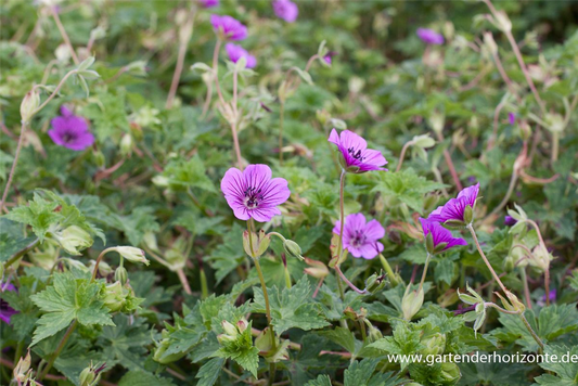 Garten-Storchschnabel 'Pink Penny'®