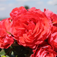 Beetrose 'Cherry Girl'®