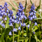 Spanisches Hasenglöckchen 'Blue Sky' - 10 Blumenzwiebeln