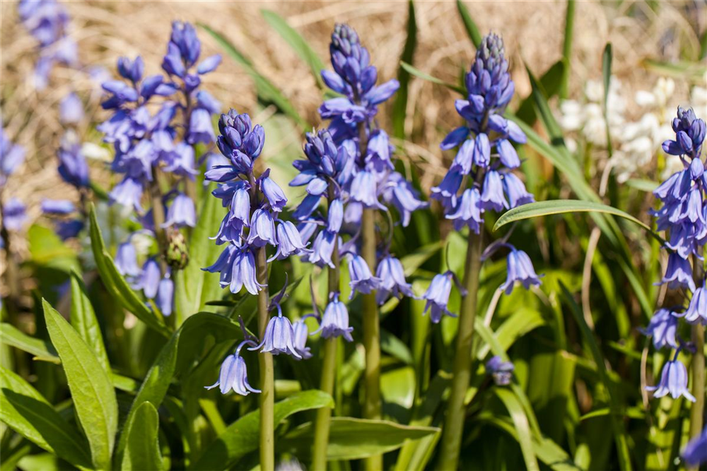 Spanisches Hasenglöckchen 'Blue Sky' - 10 Blumenzwiebeln
