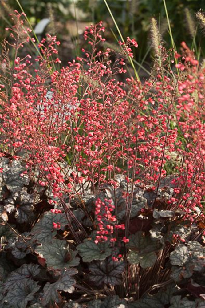 Heuchera x cult. CITY-Ser.'Paris'