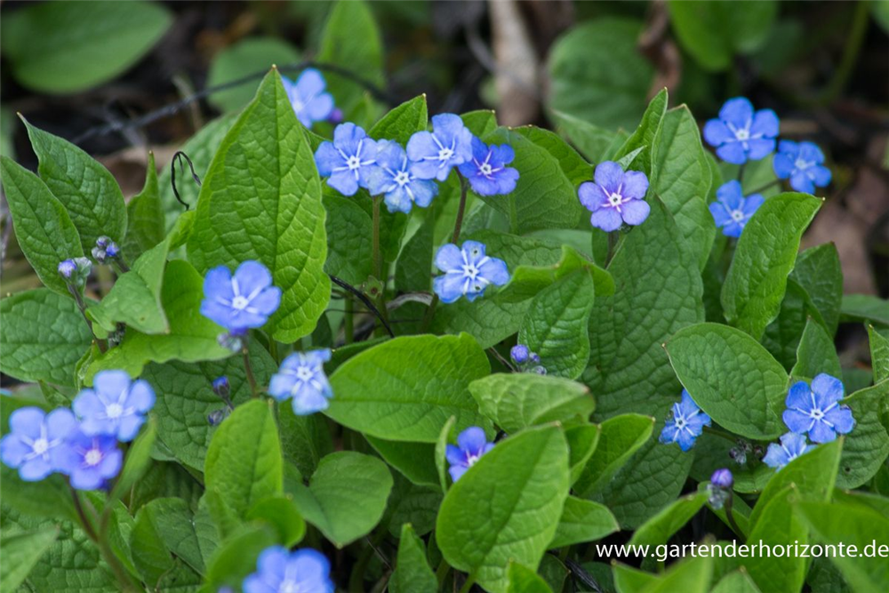 Frühlings-Gedenkemein