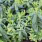 Hypericum calycinum