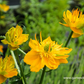 Garten-Trollblume 'Golden Queen'