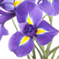 Iris sibirica