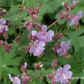 Geranium macrorrhizum 'Ingwersen'