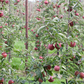 Apfel 'Jonagold'