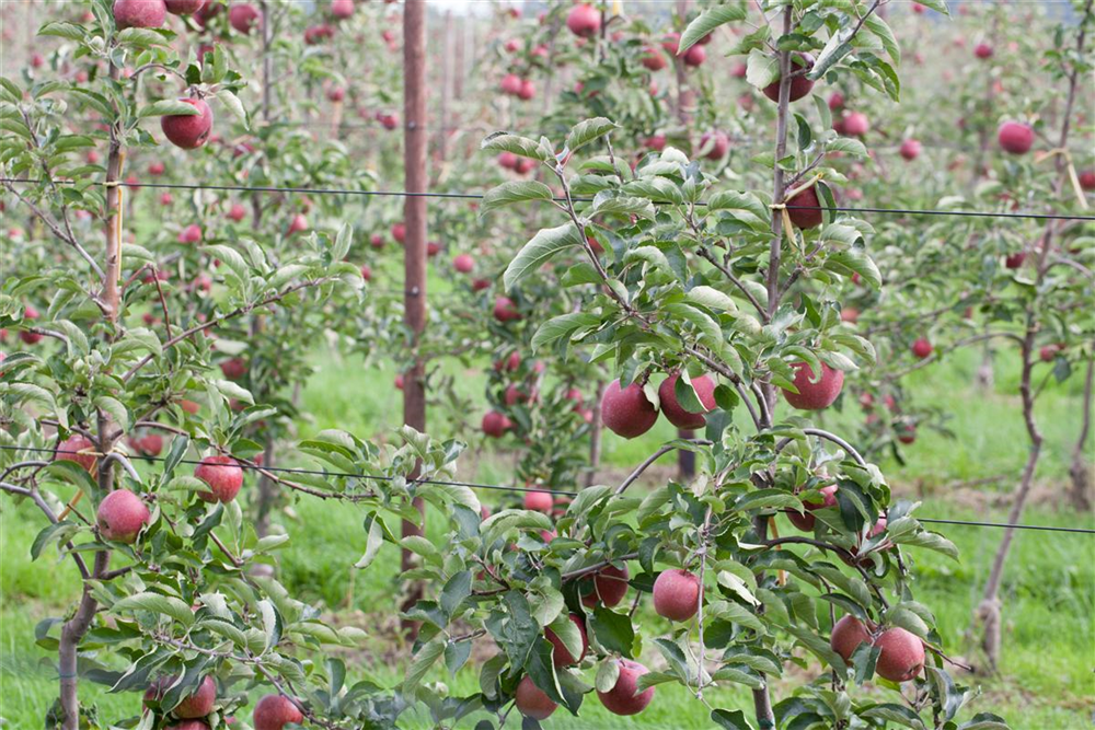 Apfel 'Jonagold'