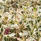 Weigela florida 'Monet'®