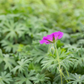 Garten-Blut-Storchschnabel 'Tiny Monster'