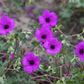 Geranium cinereum subcaulesc.'Giuseppii'