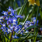 Sibirischer Blaustern  - 10 Blumenzwiebeln