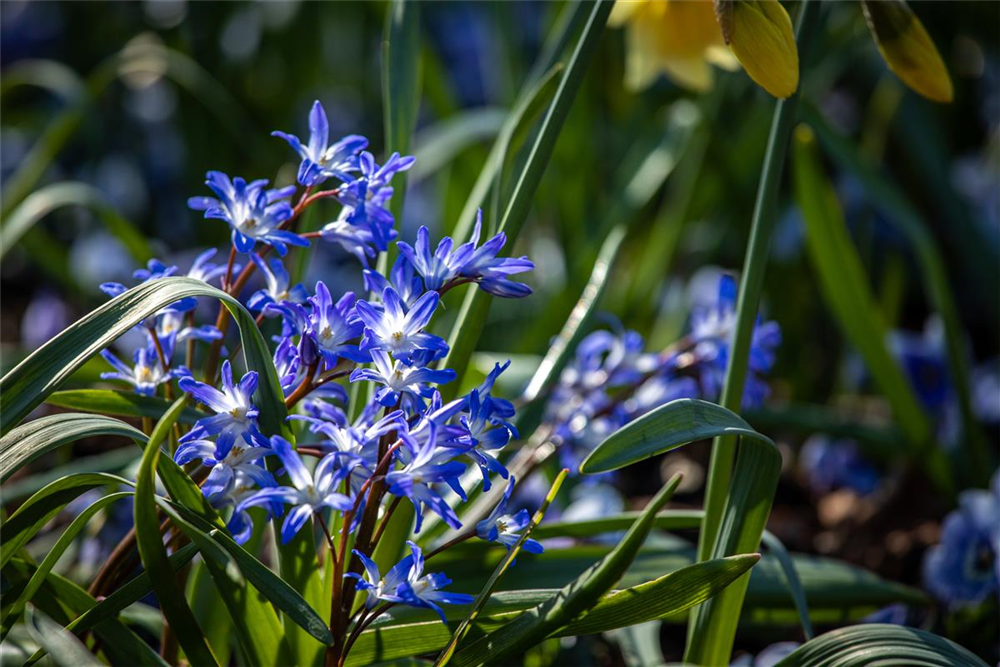 Sibirischer Blaustern  - 10 Blumenzwiebeln
