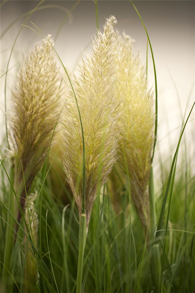 Cortaderia selloana 'Weiße Feder'