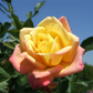 Zwergrose 'Little Sunset'®