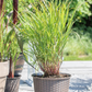 Garten-Ruten-Hirse 'Rehbraun'