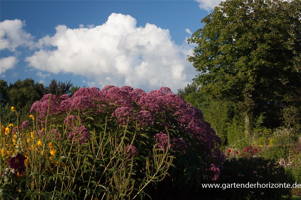 Großer Garten-Wasserdost 'Glutball'