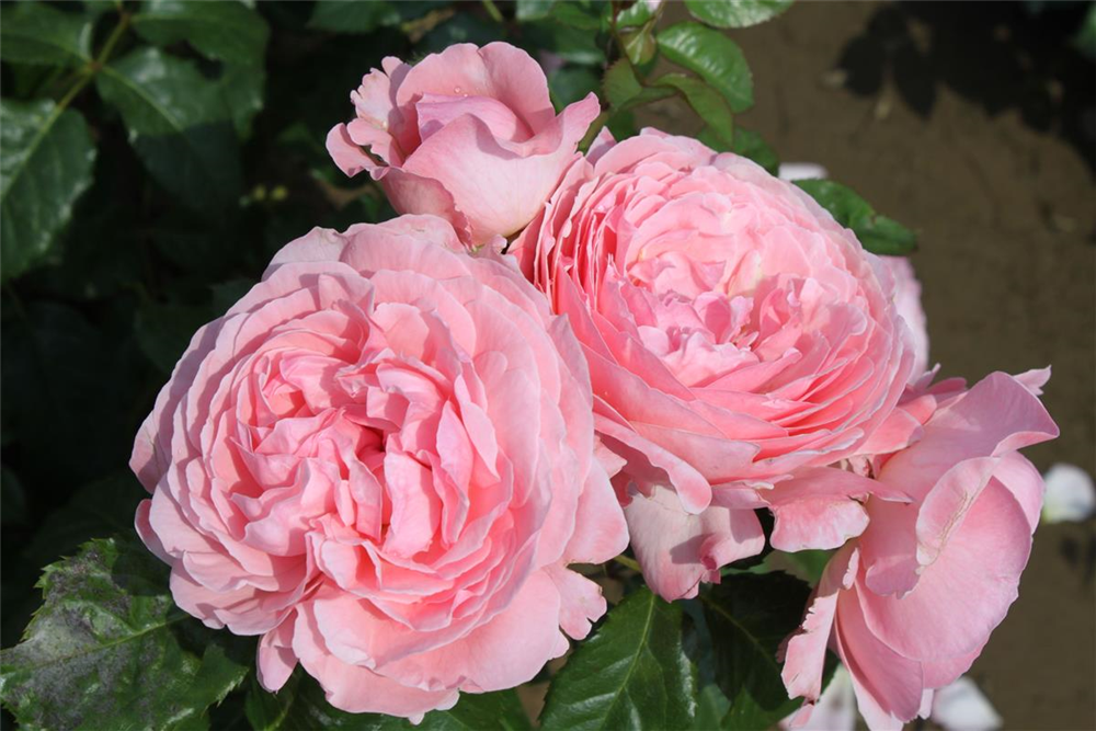 Strauchrose 'Kölner Flora'®