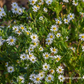 Wild-Aster 'Ashvi'