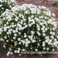 Garten-Bertrams-Garbe 'Diadem'
