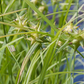 Carex grayi