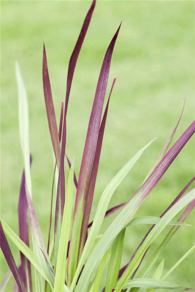 Imperata cylindrica var.koenig.'Red Baron'