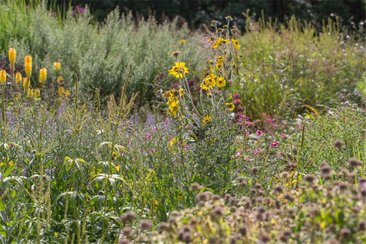 Behaarte Sonnenblume