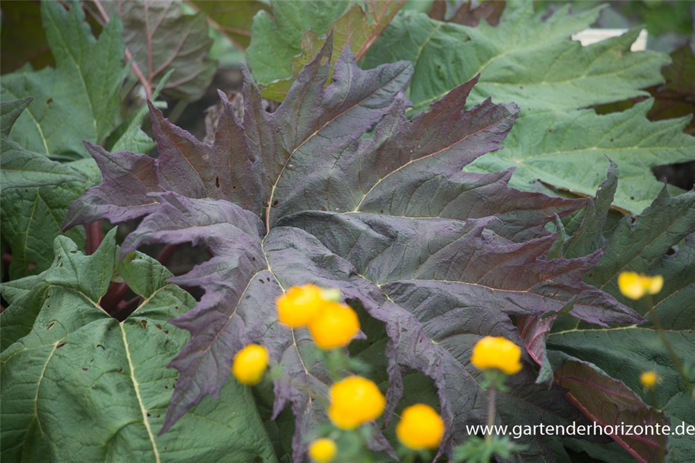 Rheum palmatum var.tanguticum