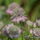 Astrantia major 'Florence'  -R-