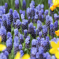 Breitblättrige Traubenhyazinthe - 10 Blumenzwiebeln