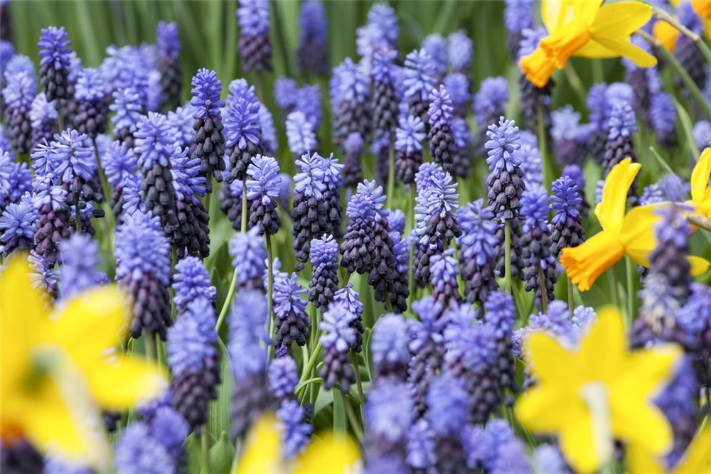 Breitblättrige Traubenhyazinthe - 10 Blumenzwiebeln