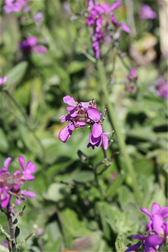 Garten-Gänsekresse 'Little Treasure Rose'