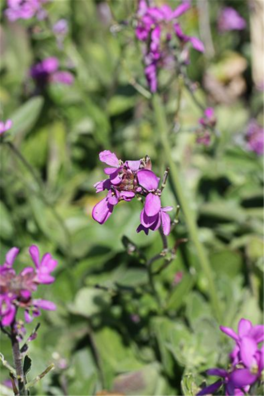 Garten-Gänsekresse 'Little Treasure Rose'